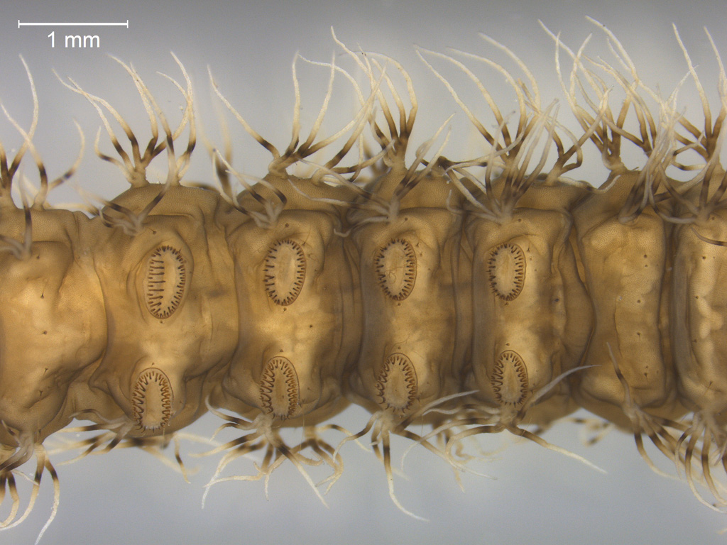 Parapoynx stratiotata